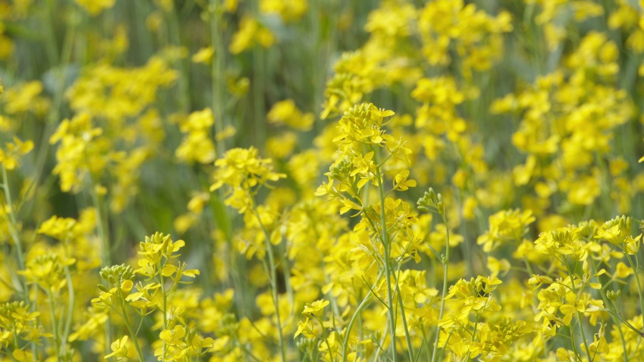 春天农村油菜花海蜜蜂采蜜 39