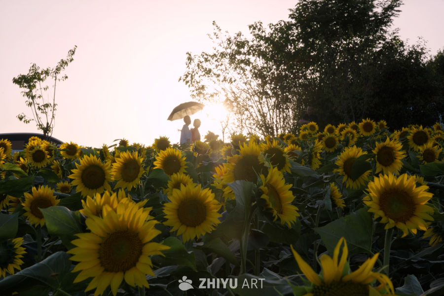 夕阳时分漫步向日葵花海