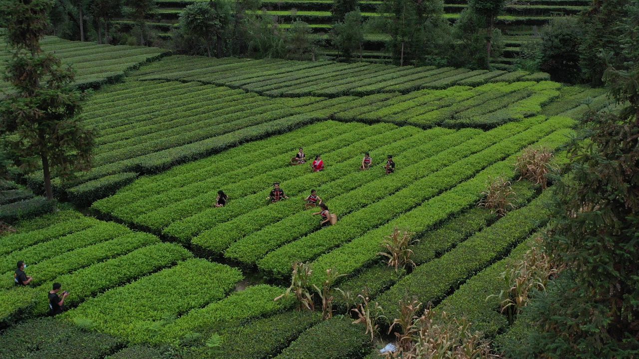 茶 29