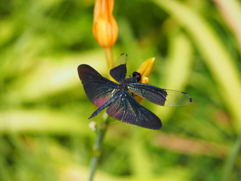 黑丽翅蜻