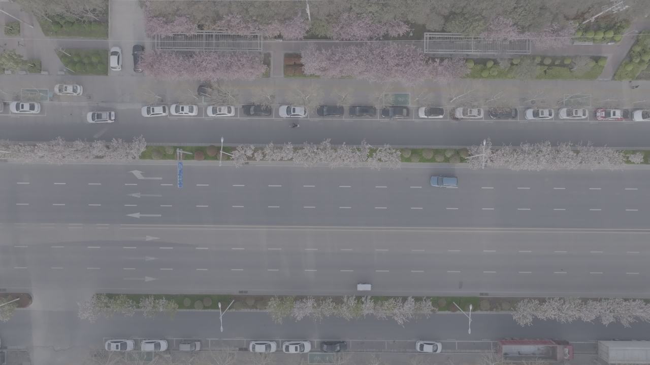 城市樱花大道