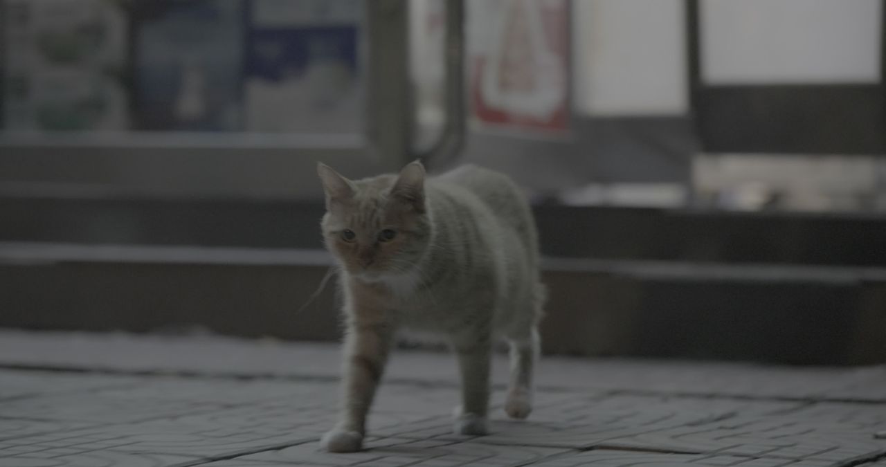 A_0004C462H251214_2158450Y_CANON