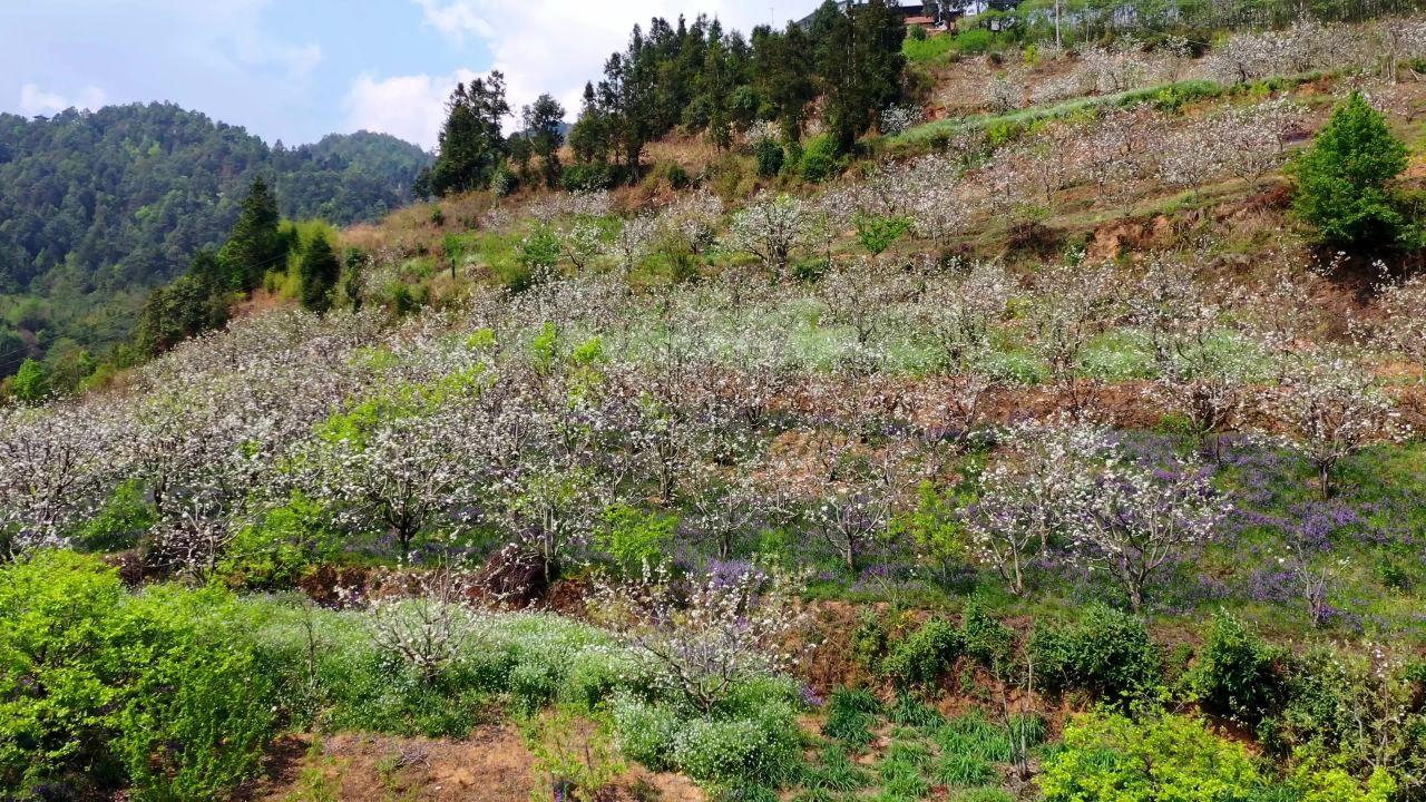 春日山间花海
