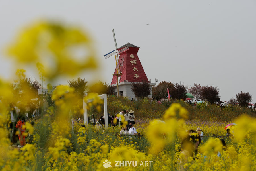 金色花海 45