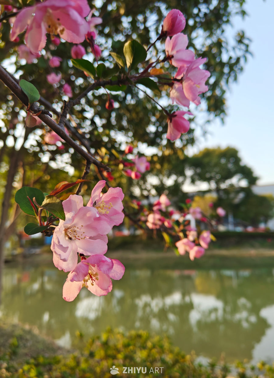 绿水红花