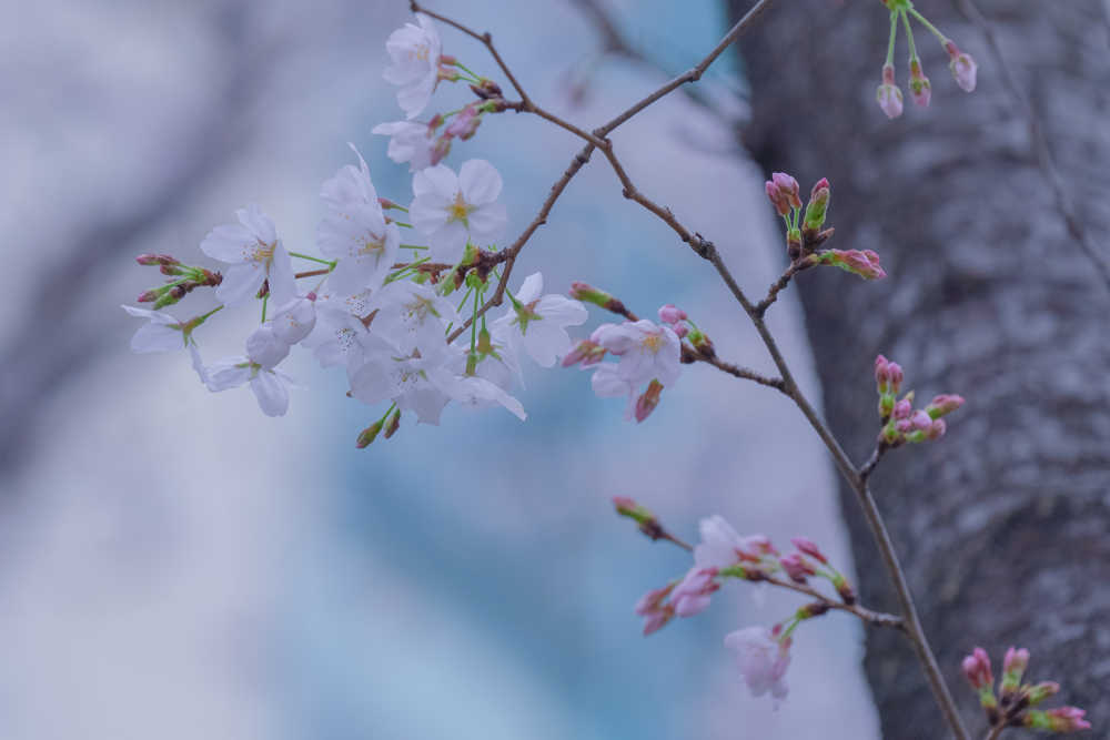 樱花季