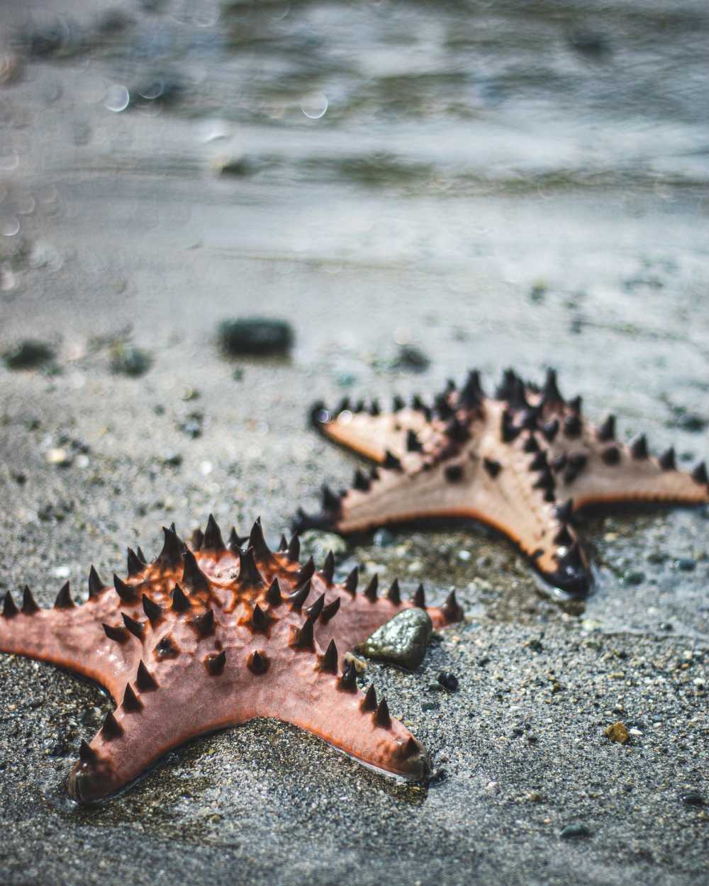 海星菲律宾海星海洋