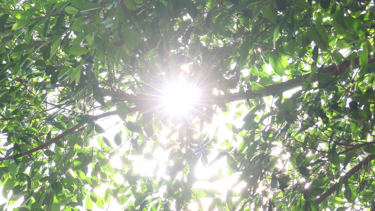 4K夏日阳光透过树梢2