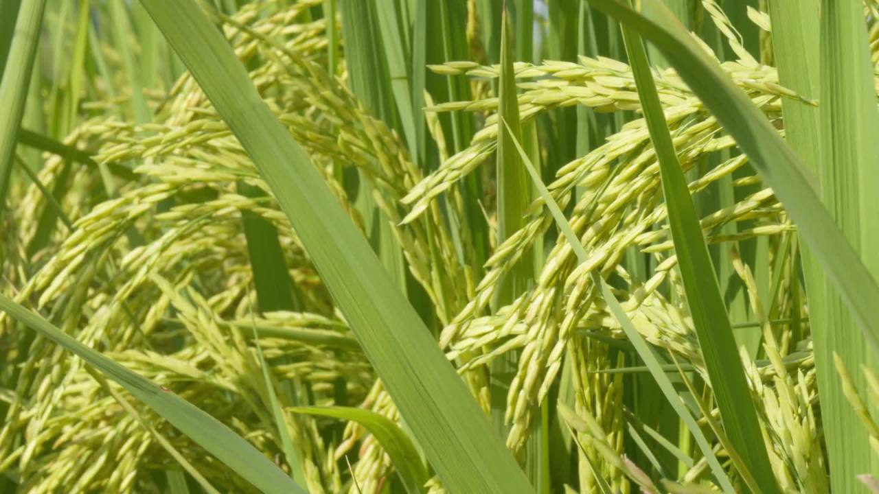水稻粮食庄稼五常大米 37