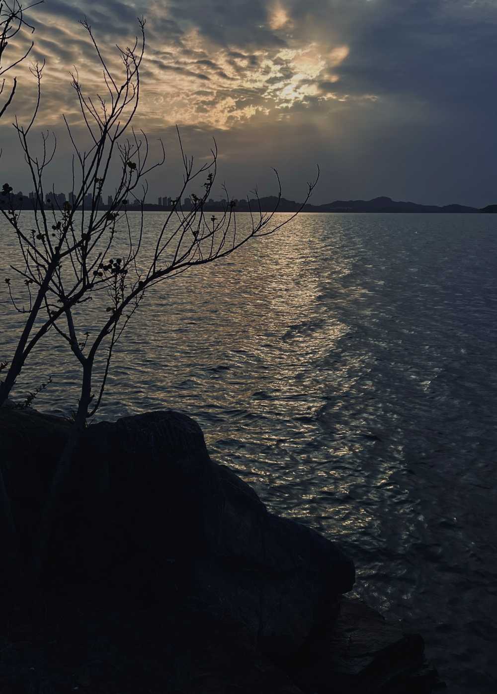 湖边树