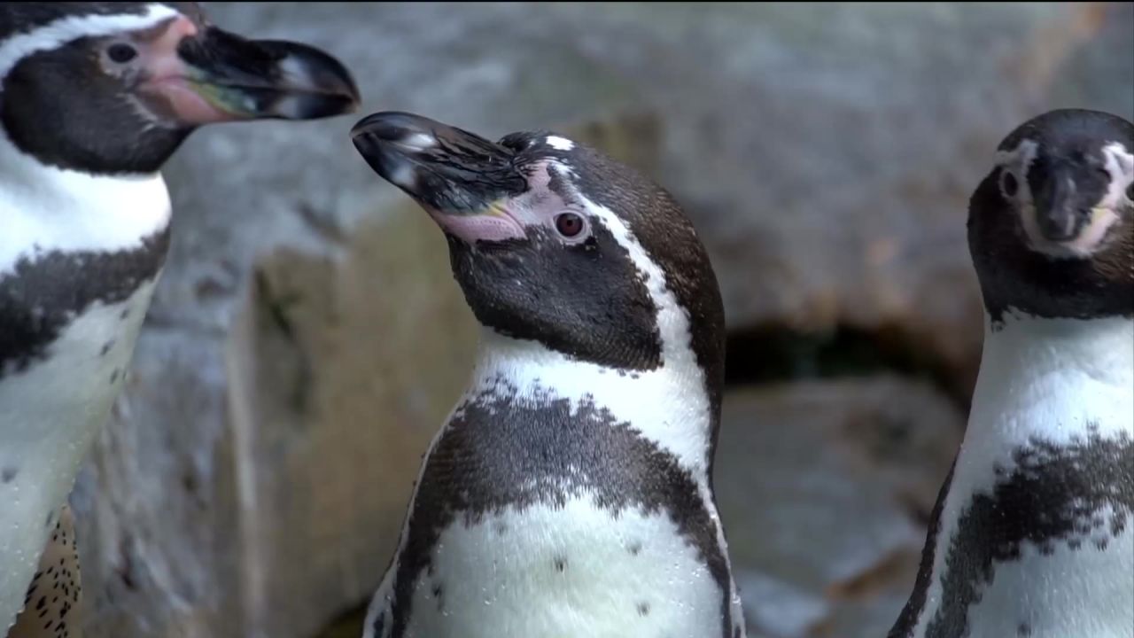 企鹅南极洲动物园水禽