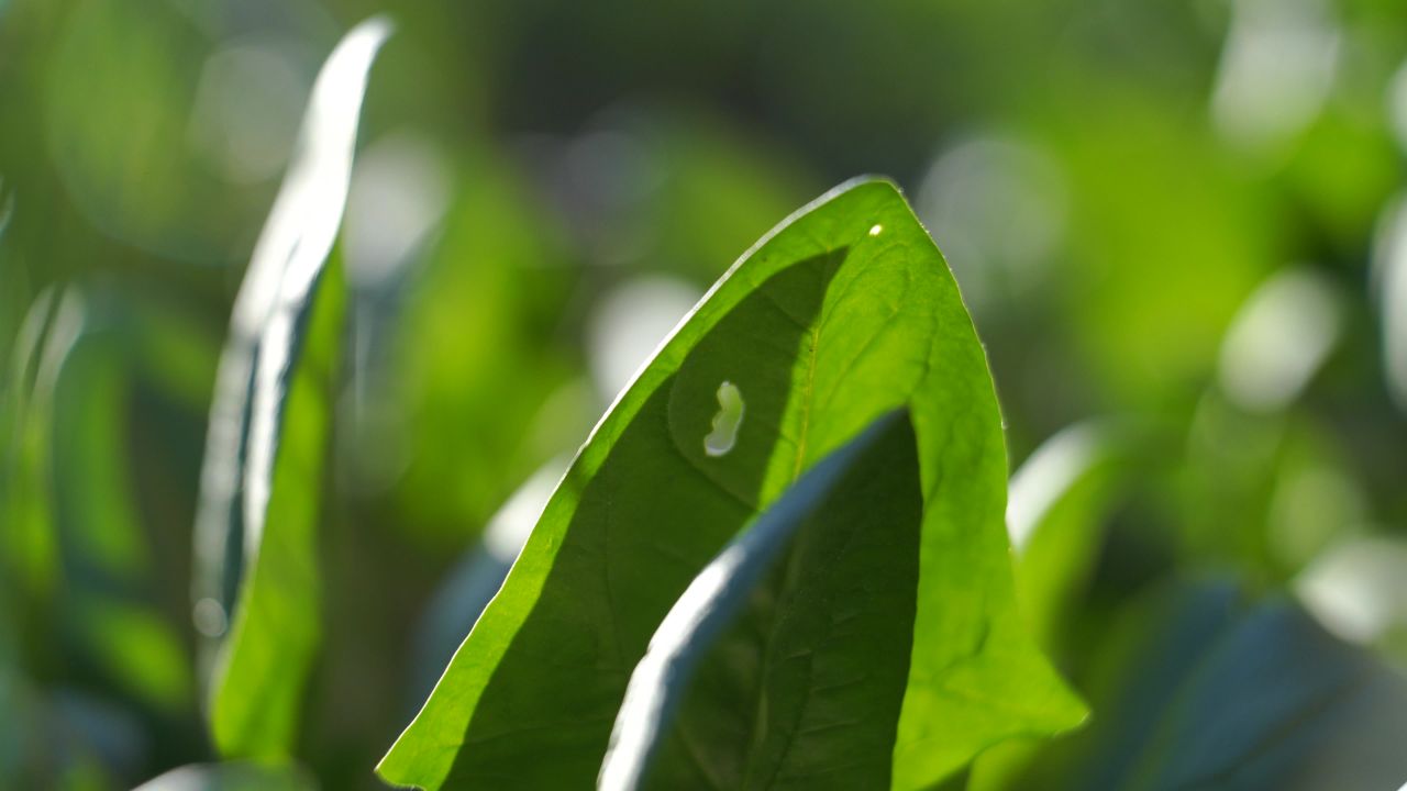 芫荽菠菜葱花辣椒 10