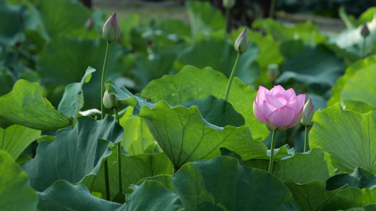 荷花 36