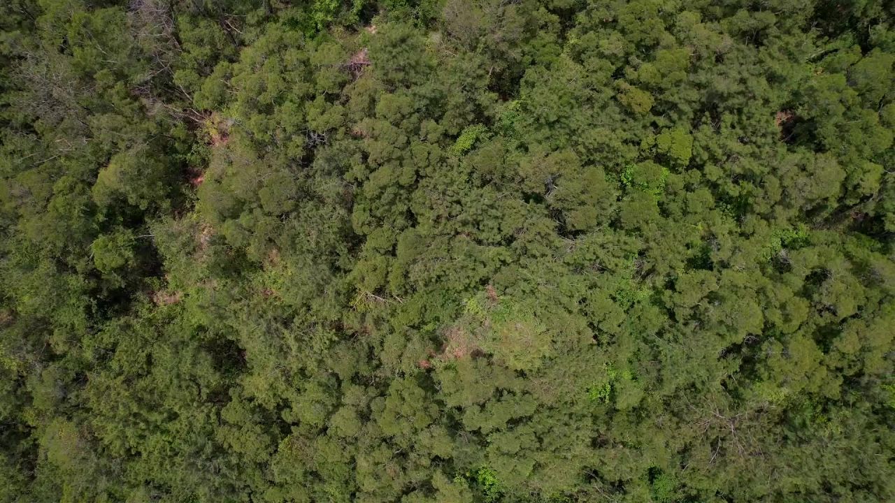 航拍绿色山林景观