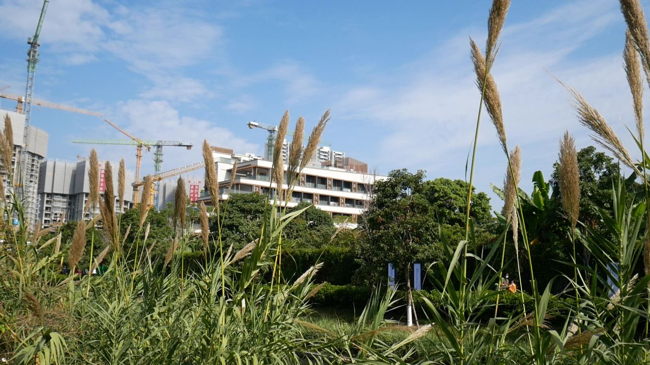 河岸清风芦竹