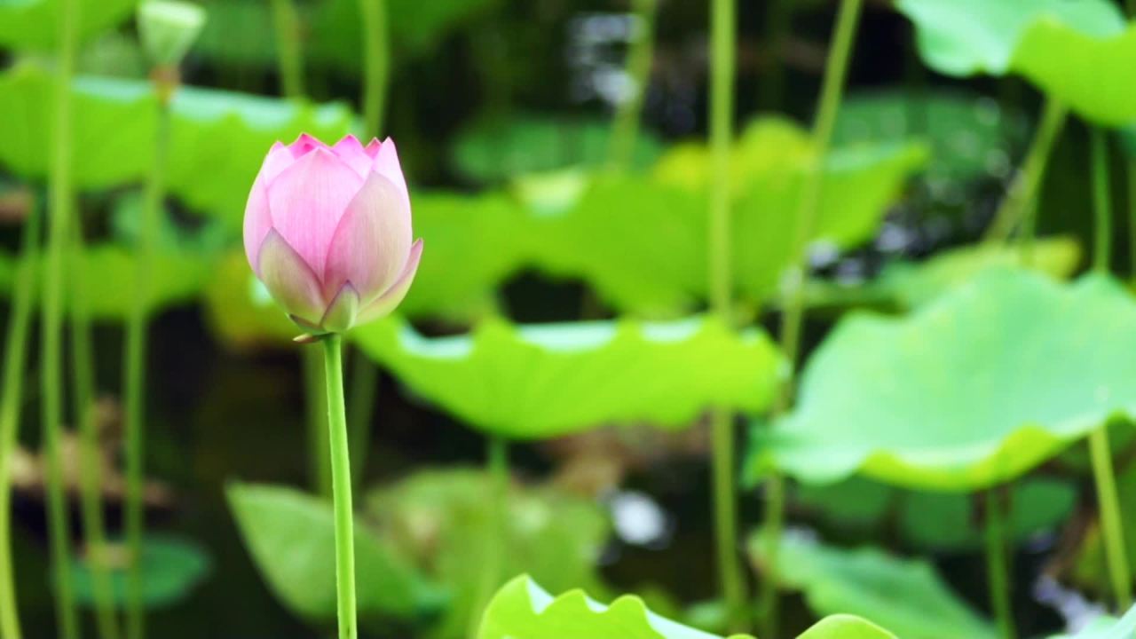 荷花 1