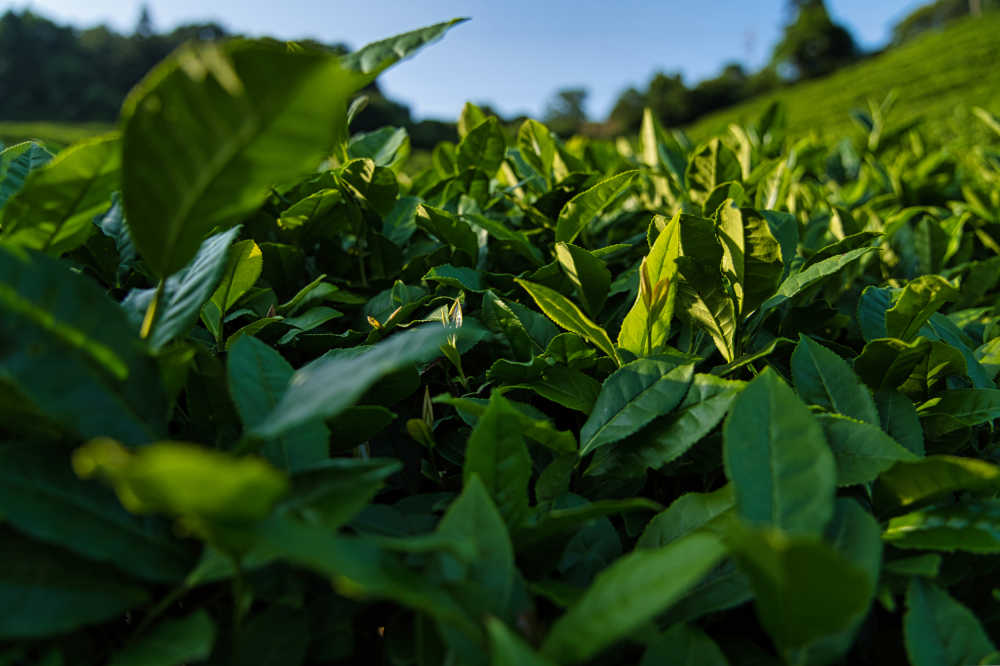 茶树特写镜头