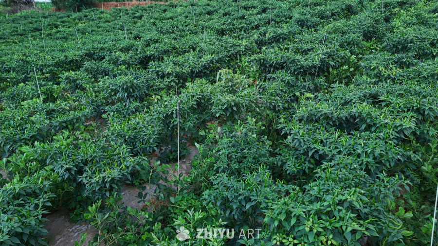 绿意盎然的辣椒田