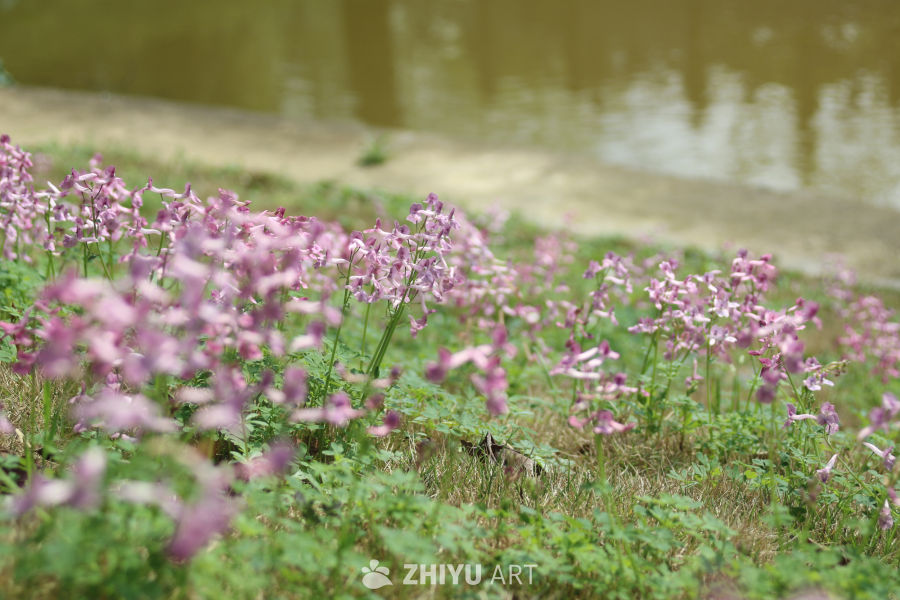 水边的紫色花海