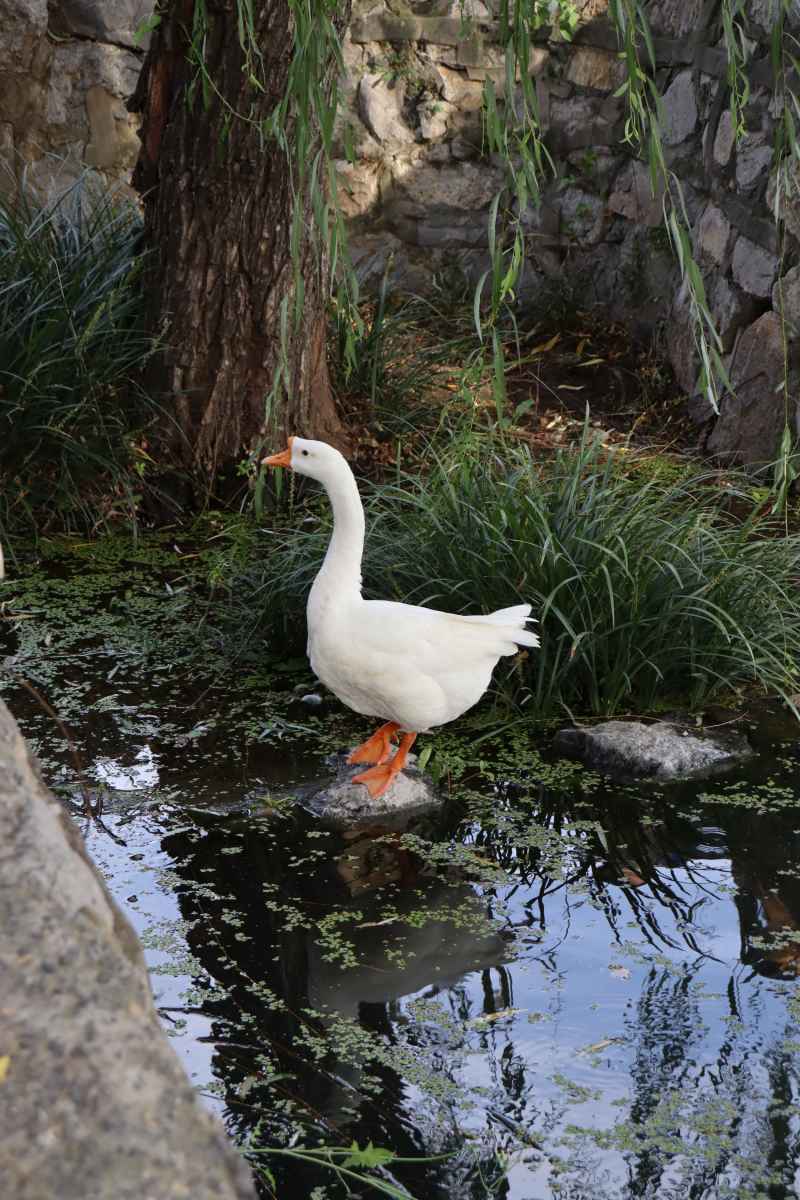春游随拍1 19