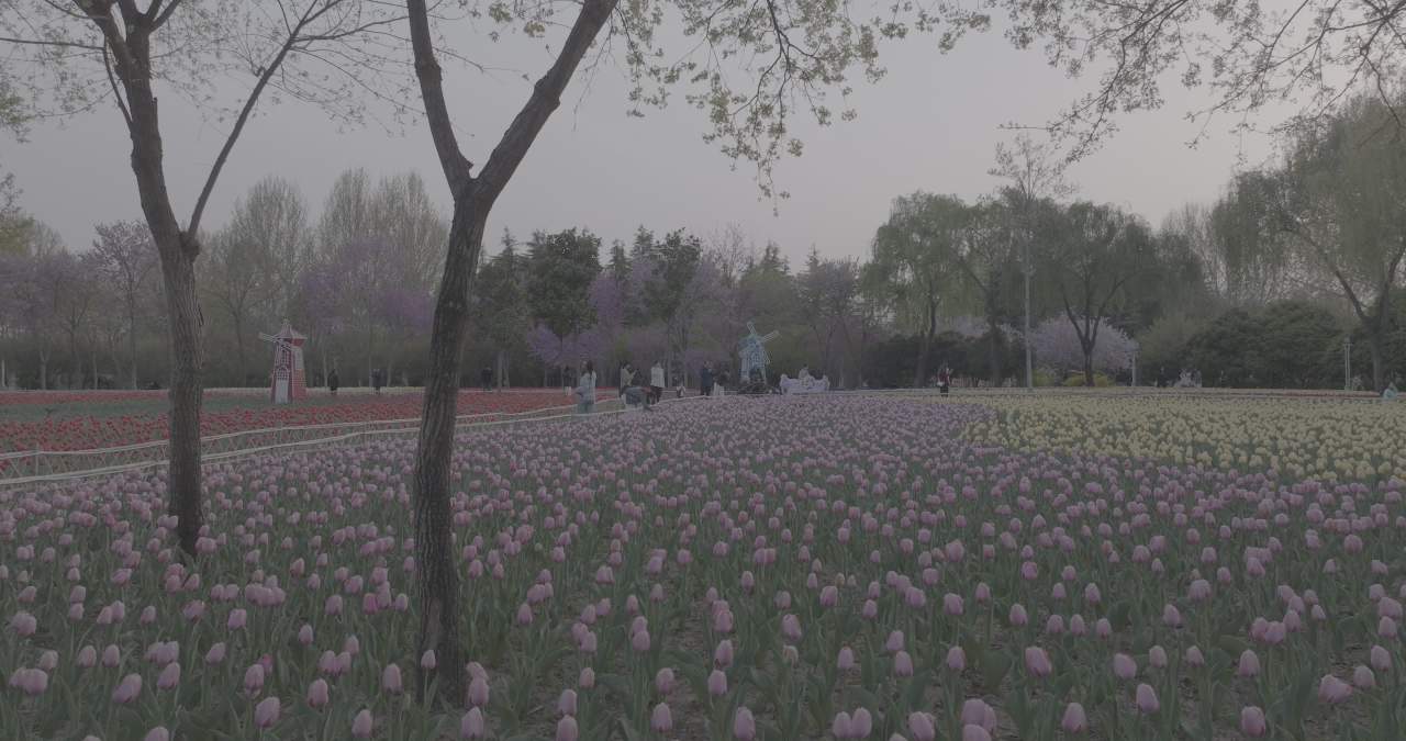 春日公园赏花