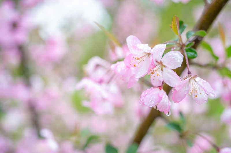 樱花与海棠 4