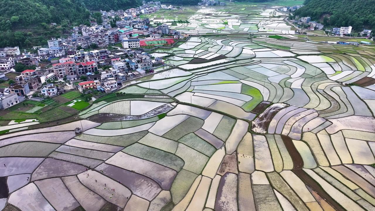 4k航拍农村稻田  春耕夏种田园风光