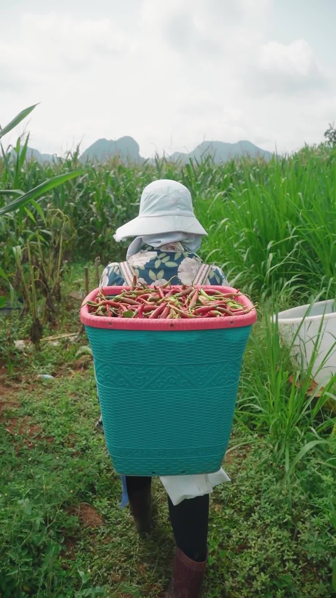 田野上的辛勤劳作