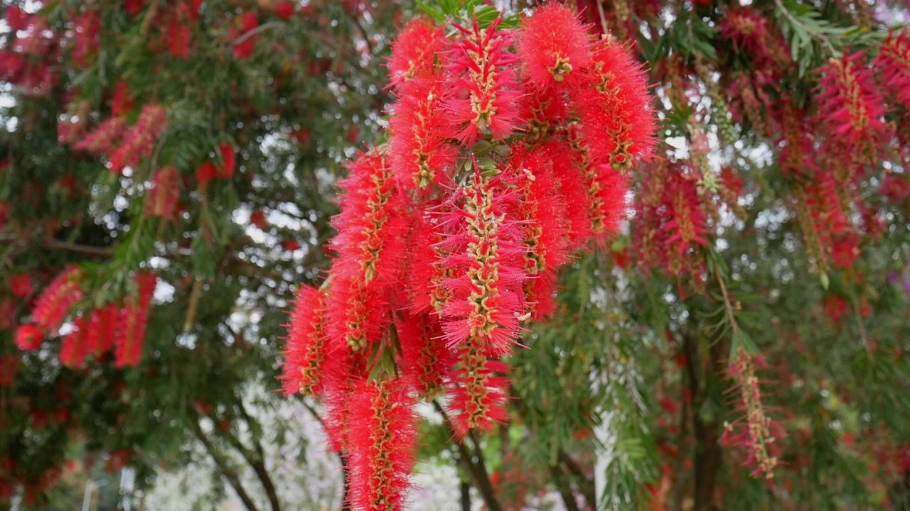 春来垂枝红千层