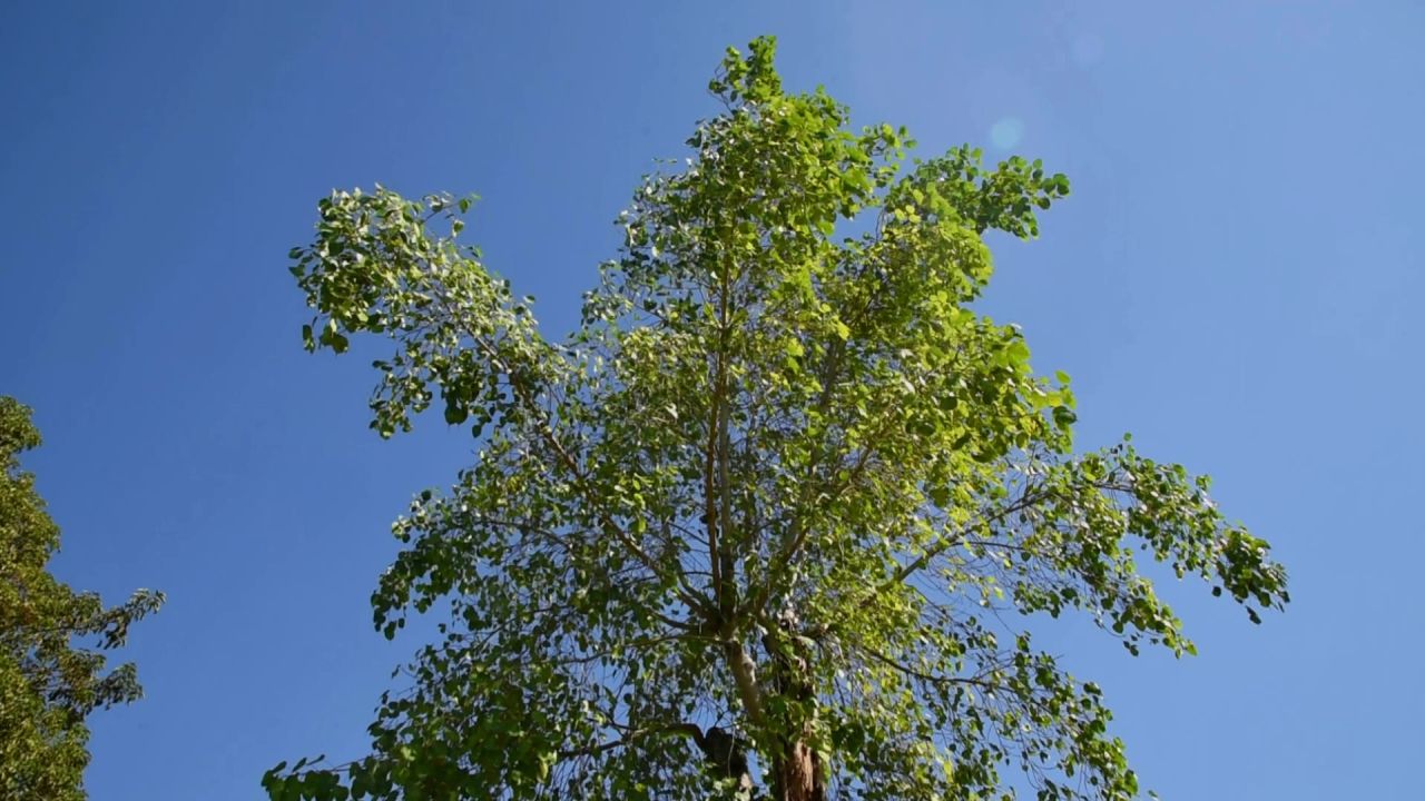 夏天午后阳光树叶 12