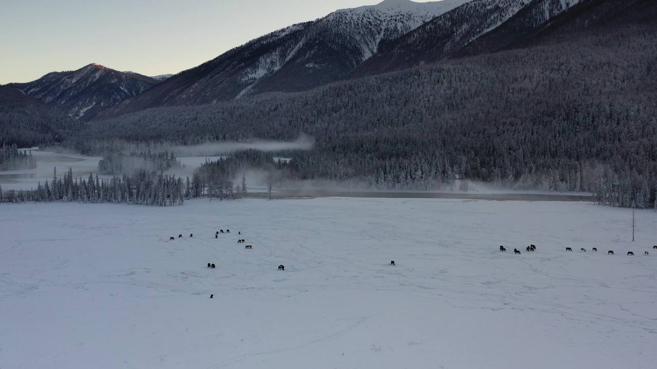 雪域驯鹿