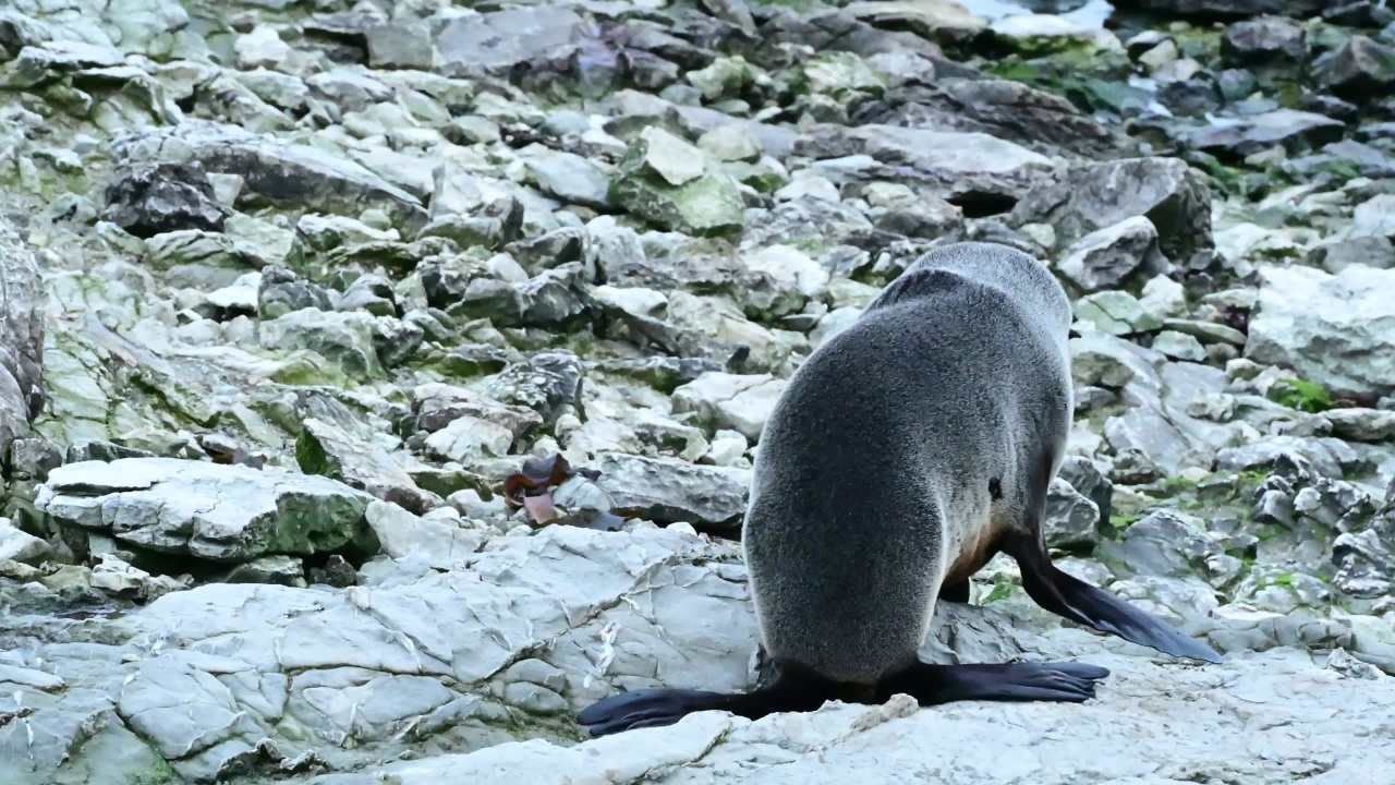 新西兰南岛各地的海狮 1