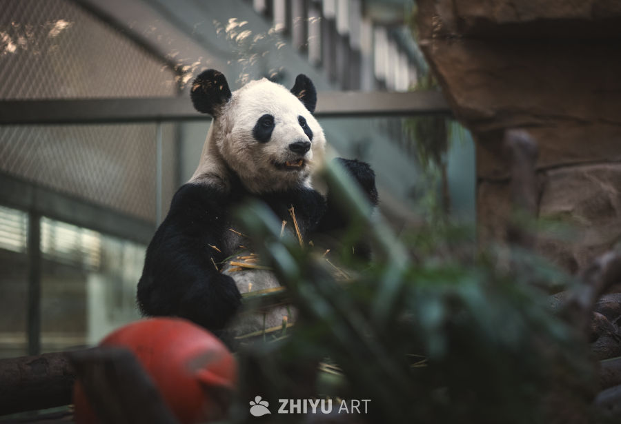 国宝大熊猫阳浜 