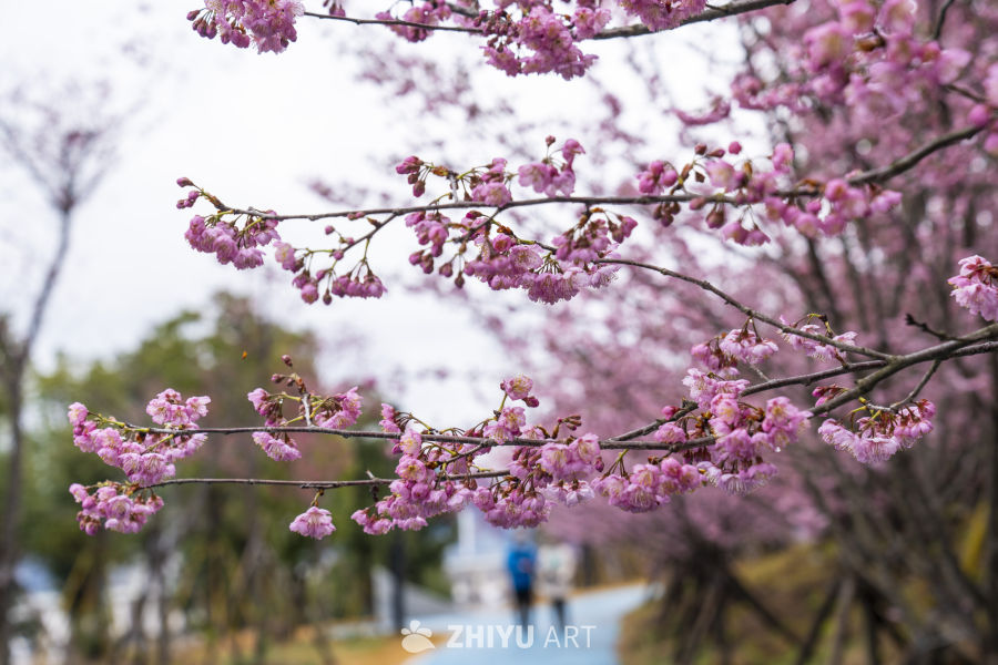 春日樱花盛开