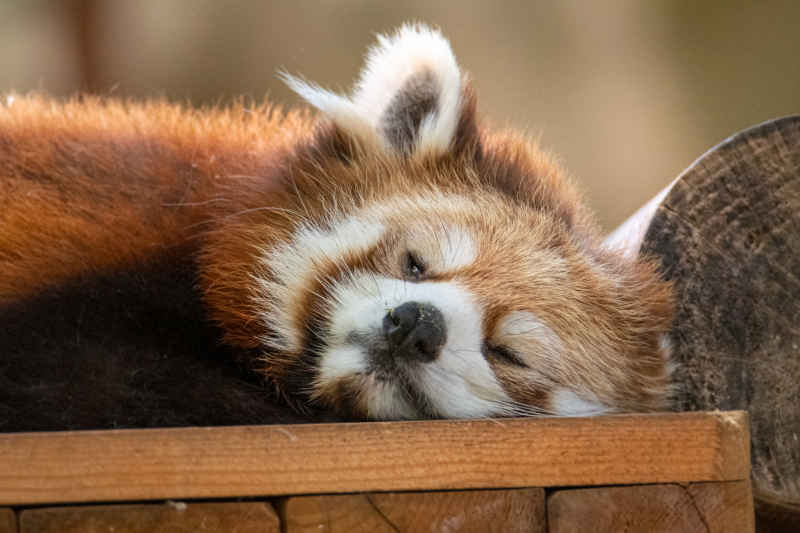 小熊猫