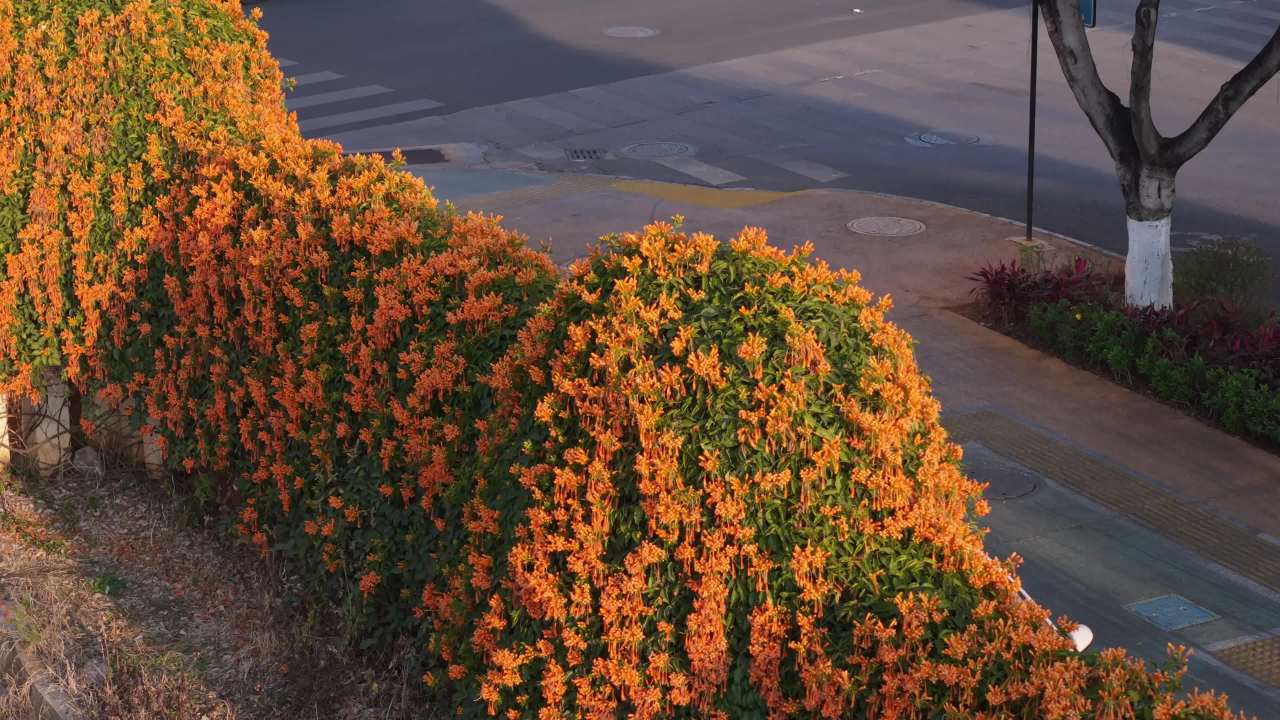 花墙与街道的静谧时光