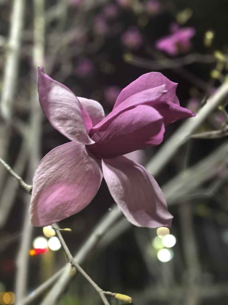 紫玉兰