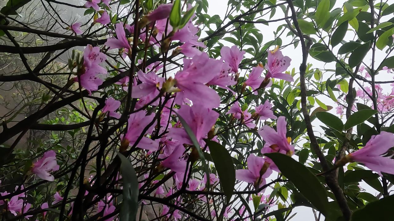 雾中杜鹃花