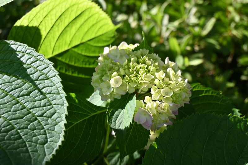 绣球花 8