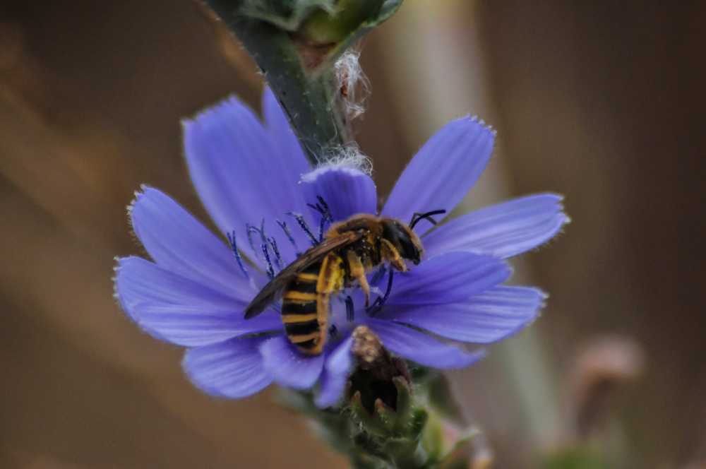 蜜蜂工作昆虫花粉