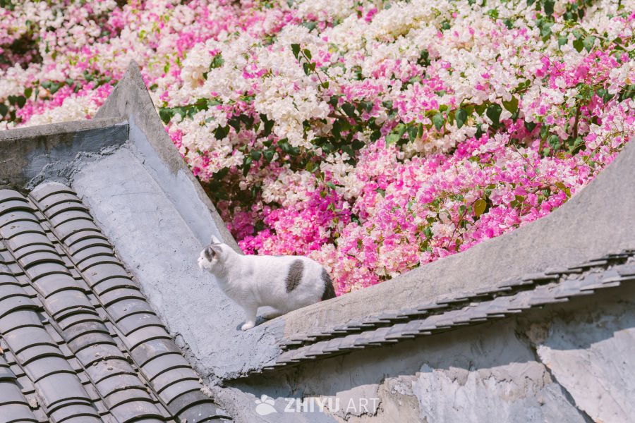 猫和三角梅