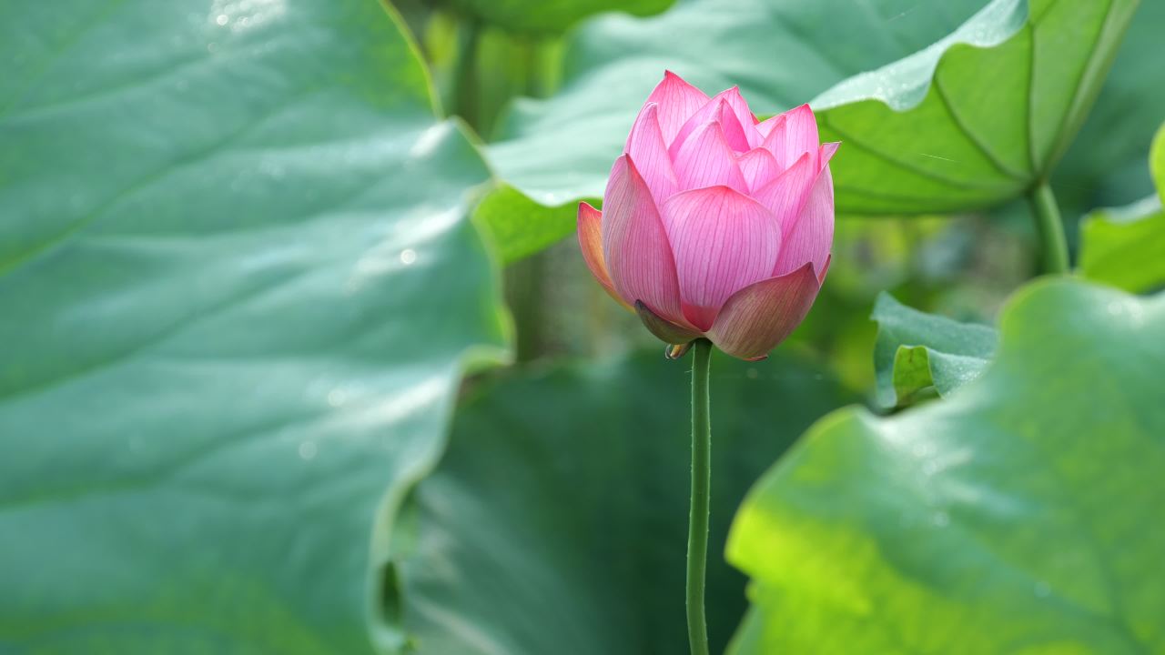 荷花 30