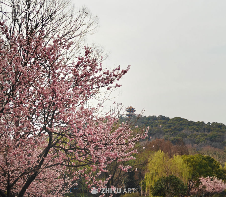 樱花烂漫时