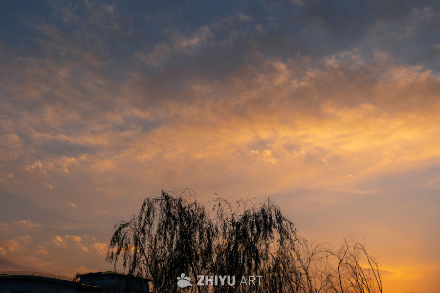 夕阳下的柳树剪影