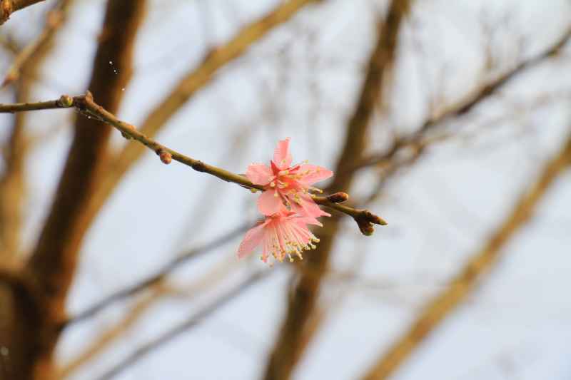 樱花