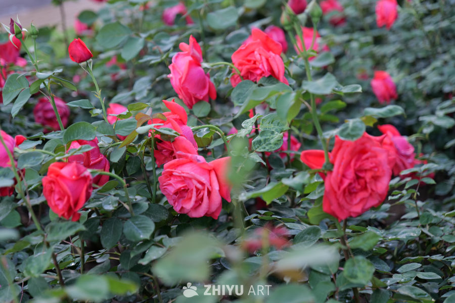 月季花 2