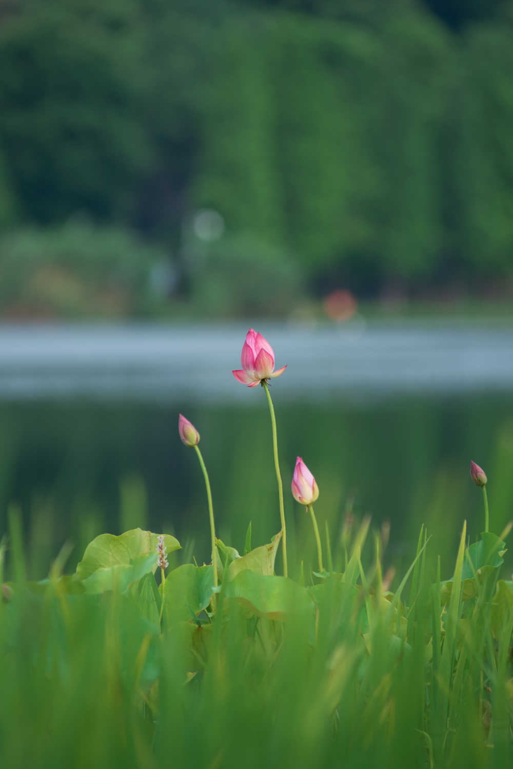 荷花特写