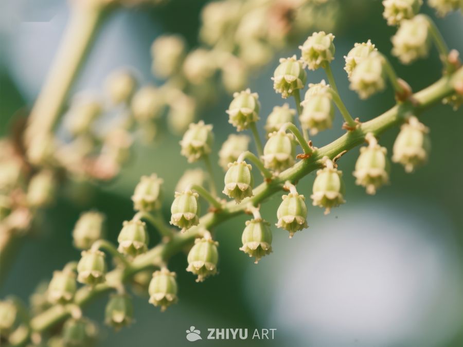 嫩绿花蕾簇生枝头 209