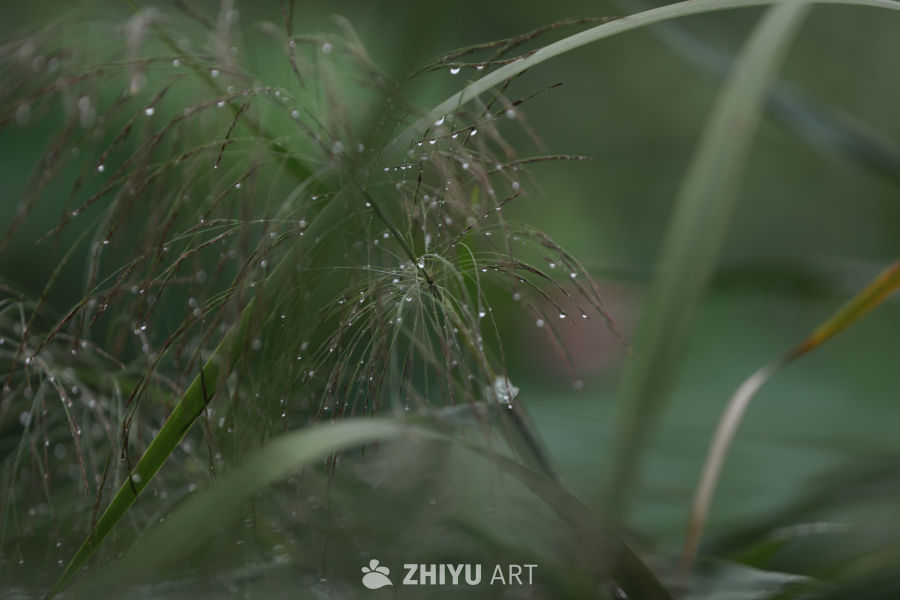 晨露下的草