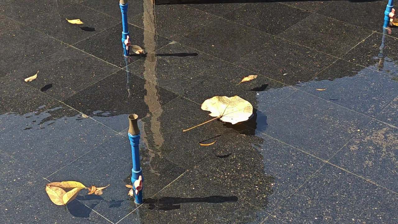 4K池水树叶